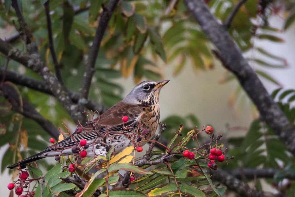 Fieldfare