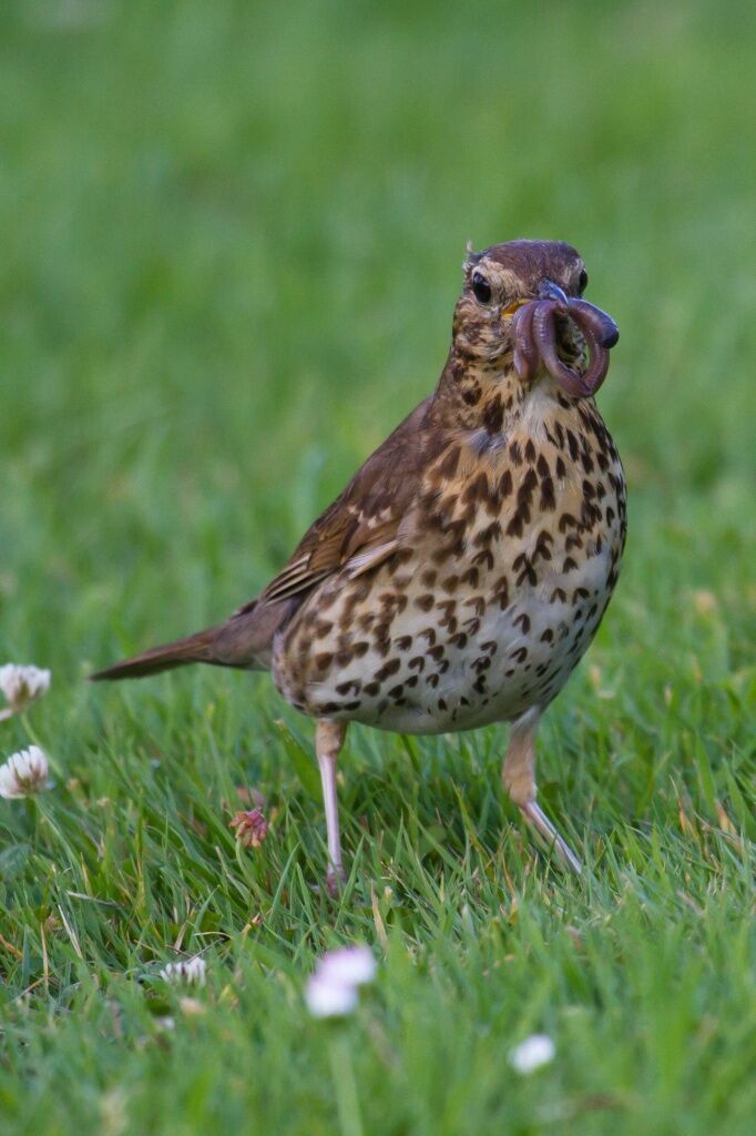 Song Thrush