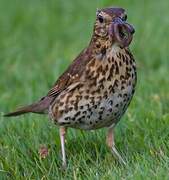 Song Thrush