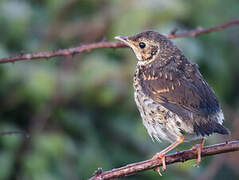 Song Thrush