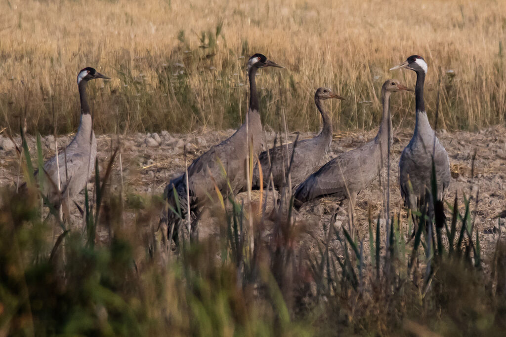 Common Crane