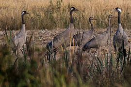 Common Crane