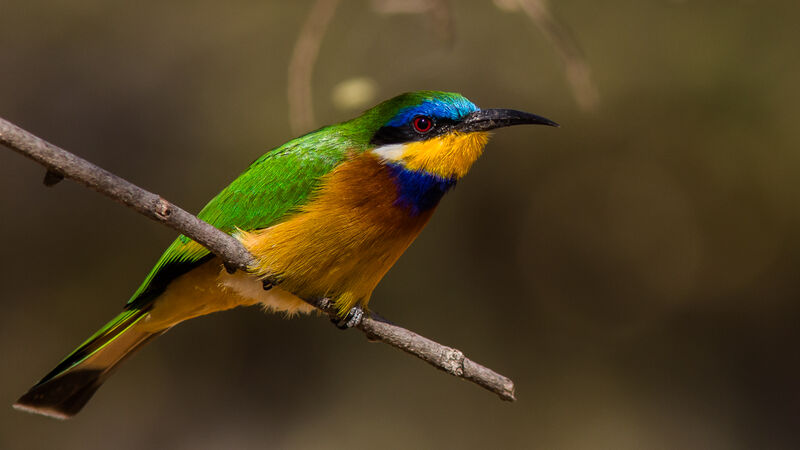 Blue-breasted Bee-eater