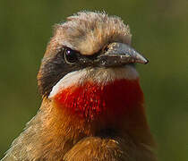 White-fronted Bee-eater