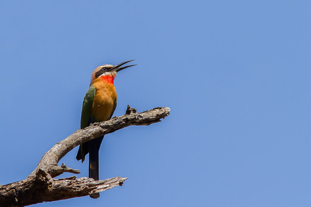 White-fronted Bee-eater