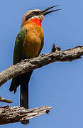 White-fronted Bee-eater