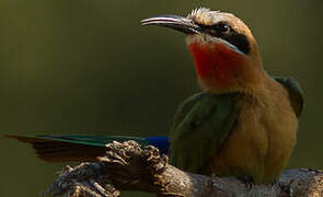 White-fronted Bee-eater