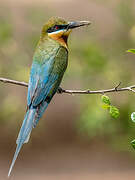 Blue-tailed Bee-eater