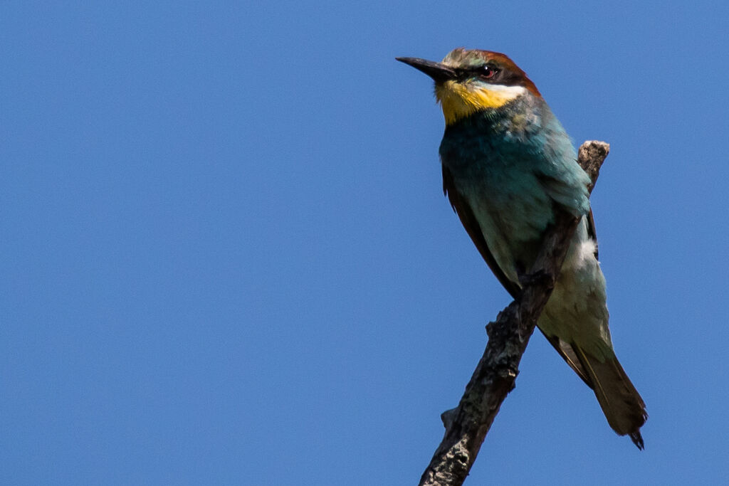 European Bee-eater