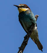 European Bee-eater