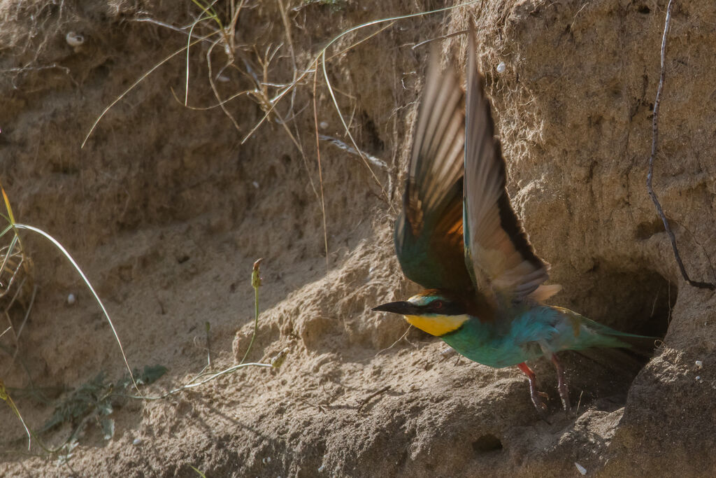 European Bee-eater