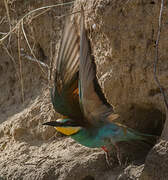 European Bee-eater