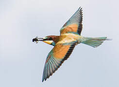 European Bee-eater