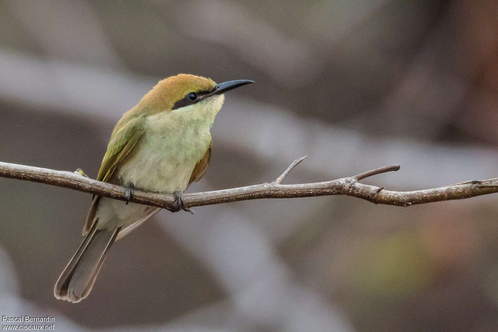 Guêpier d'Orientjuvénile, identification