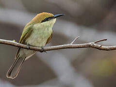 Green Bee-eater