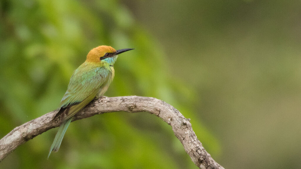 Green Bee-eater, identification, close-up portrait