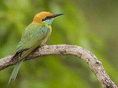 Green Bee-eater