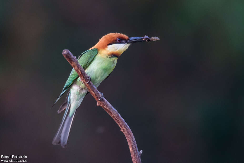 Chestnut-headed Bee-eateradult, feeding habits, fishing/hunting