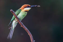 Chestnut-headed Bee-eater