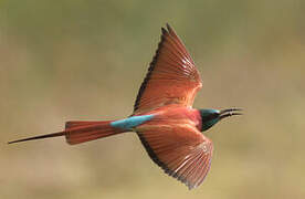 Northern Carmine Bee-eater