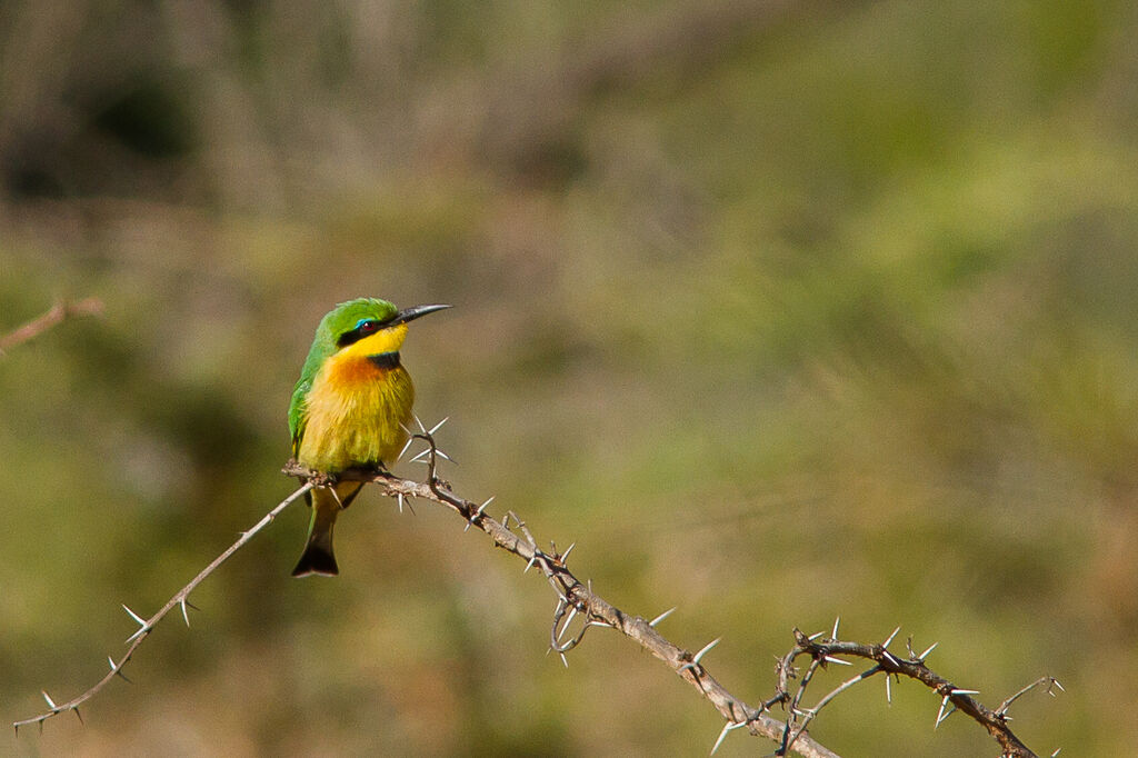 Little Bee-eater