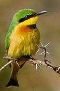 Little Bee-eater