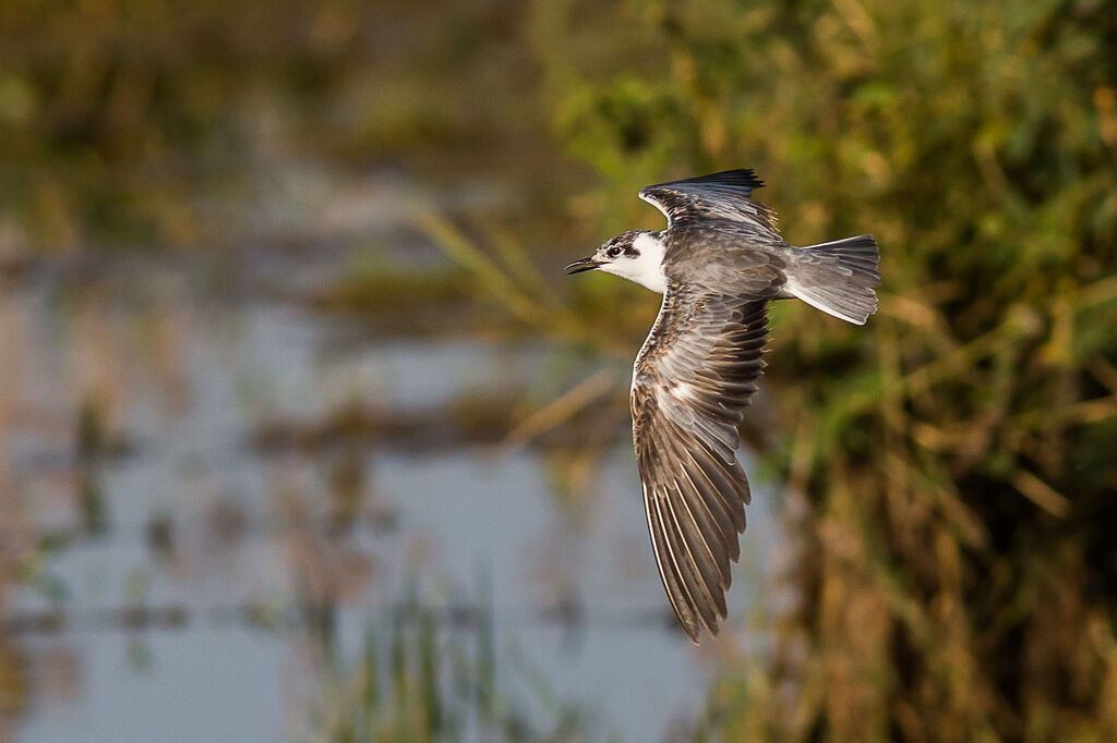 White-winged Tern