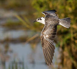 Guifette leucoptère