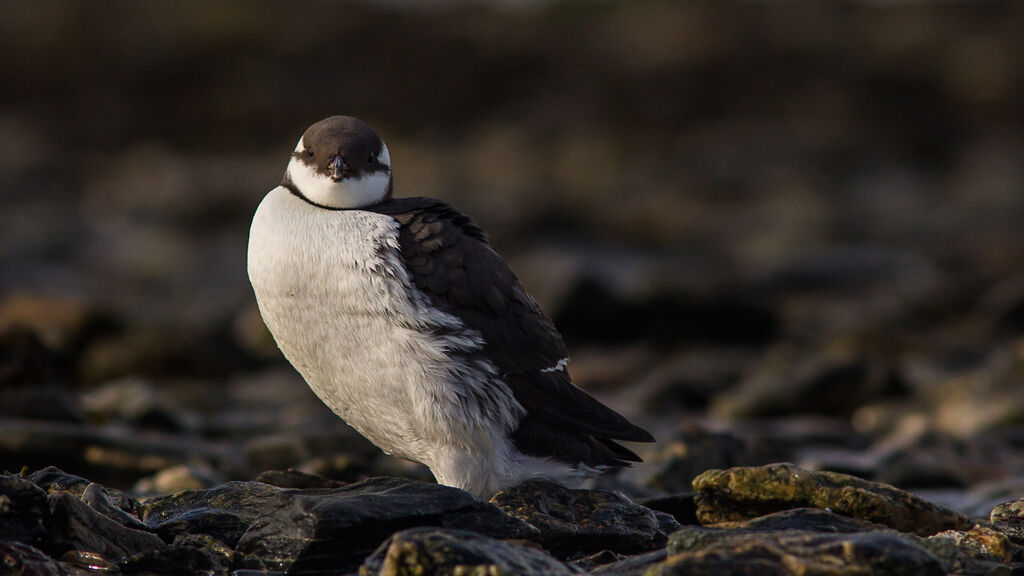 Guillemot de Troïl