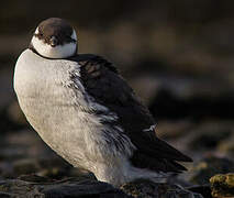 Common Murre