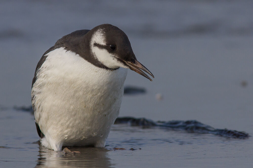 Guillemot de Troïl