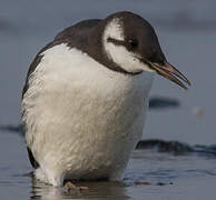 Guillemot de Troïl