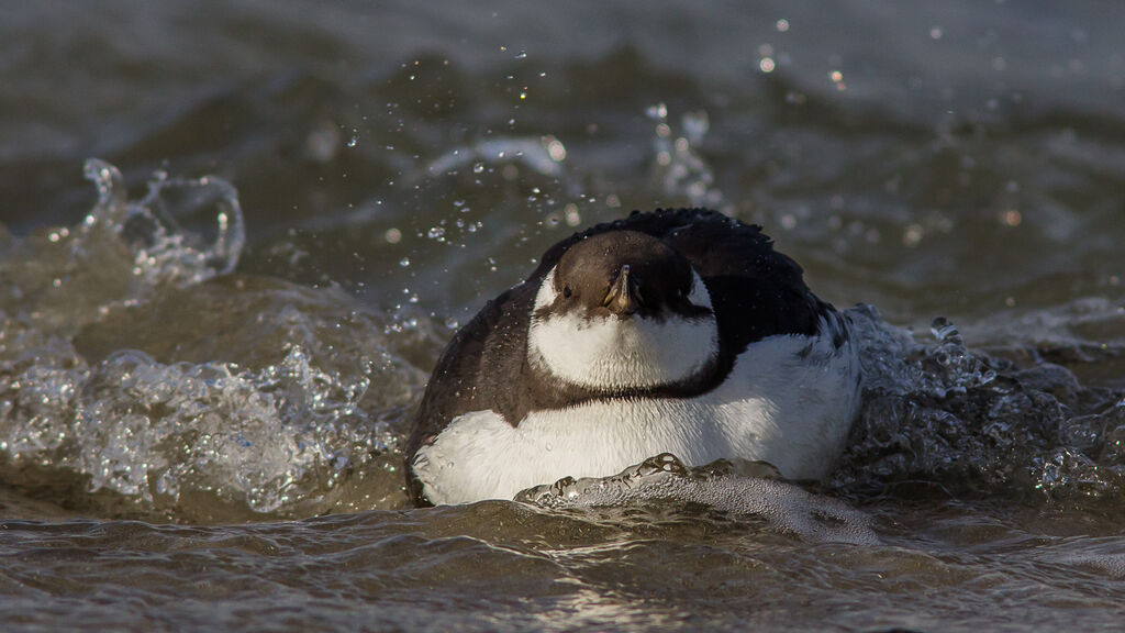 Common Murre