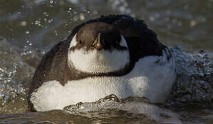 Common Murre