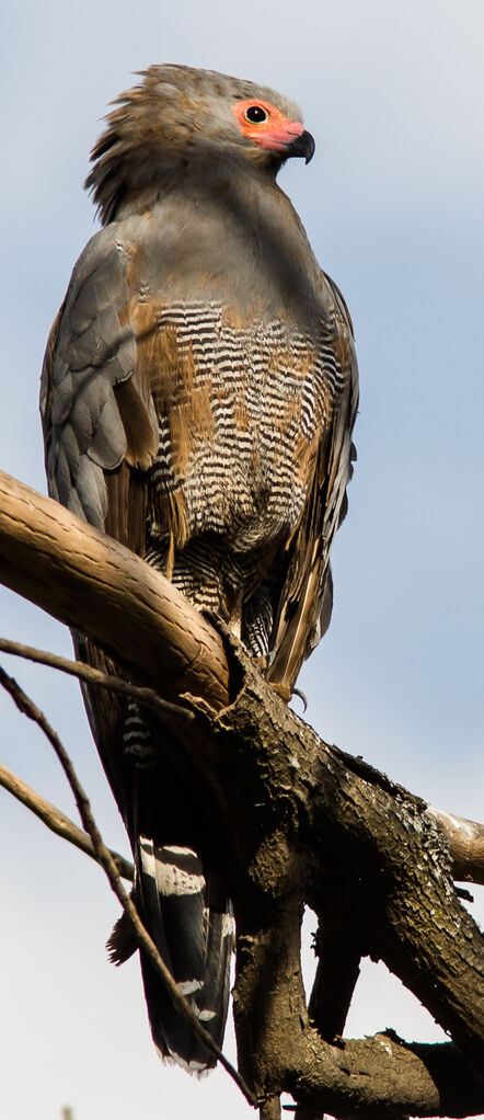 African Harrier-Hawk