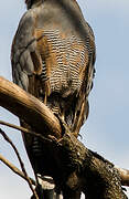 African Harrier-Hawk