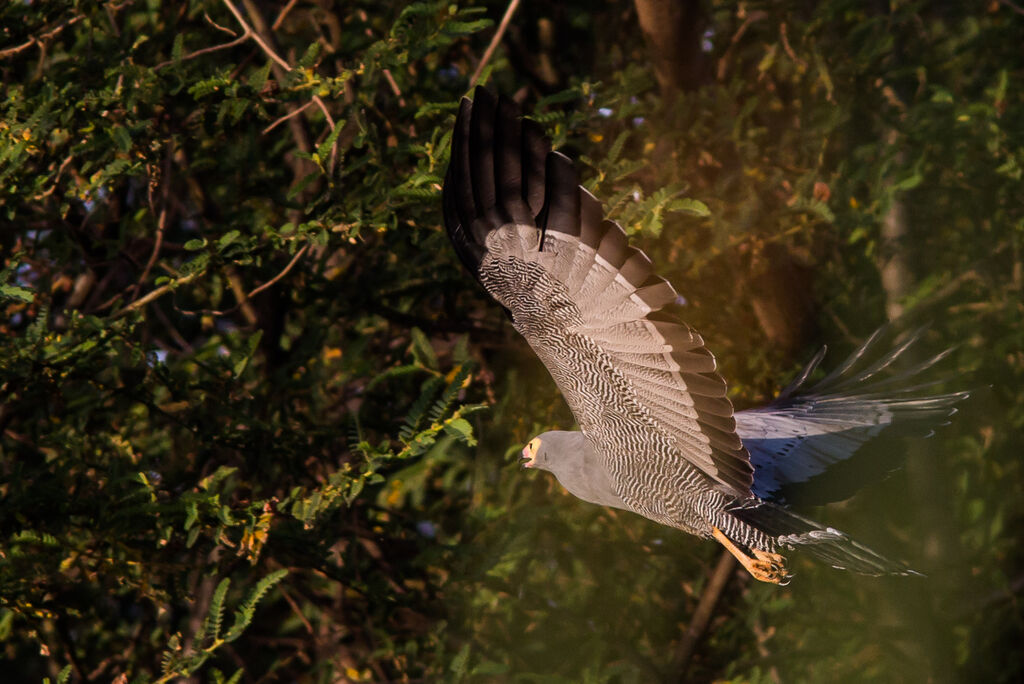 African Harrier-Hawk