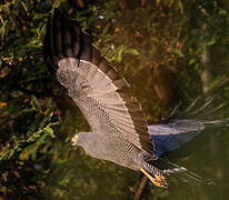 African Harrier-Hawk