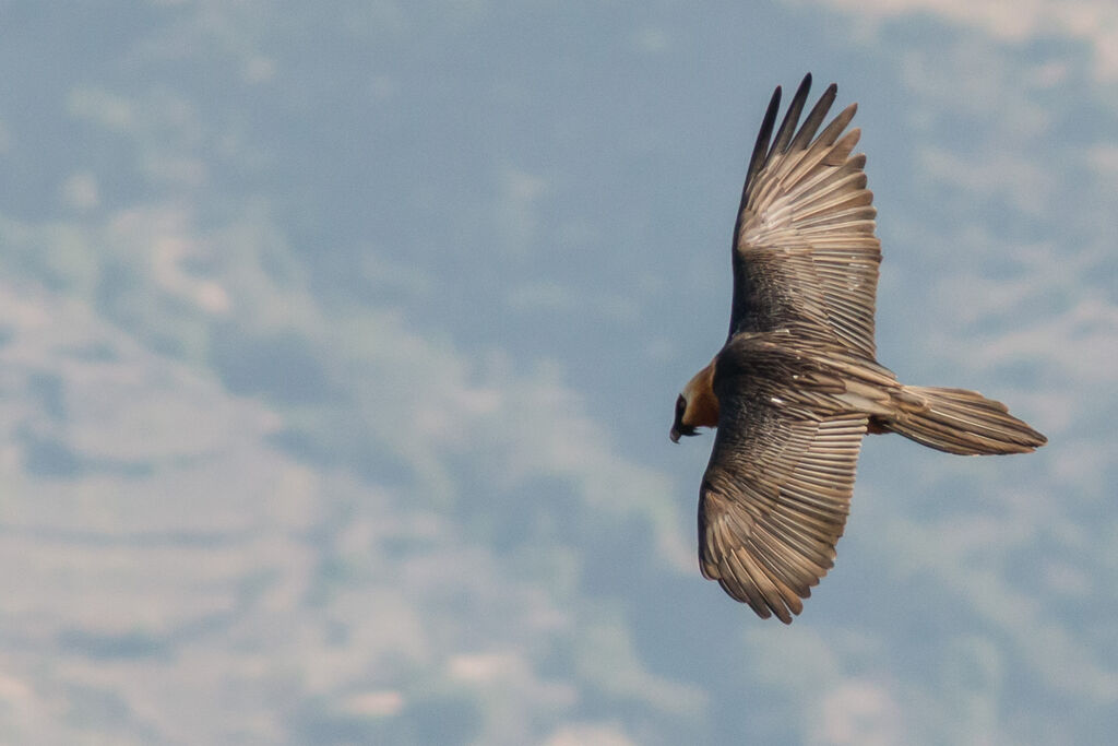 Bearded Vulture