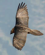 Bearded Vulture