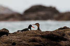 Red-breasted Merganser