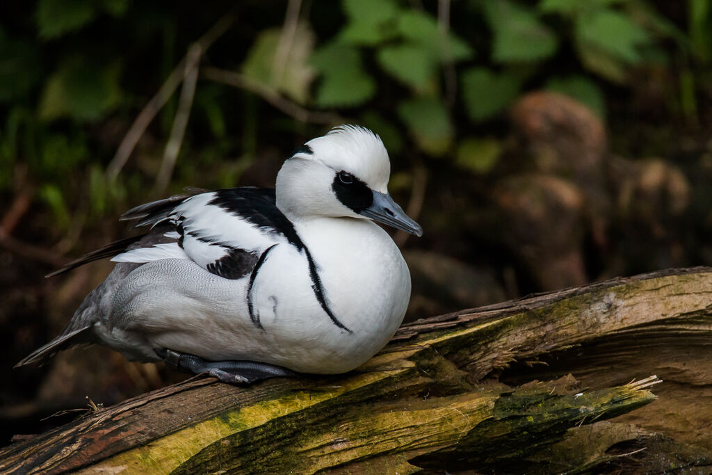 Smew