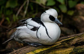 Smew