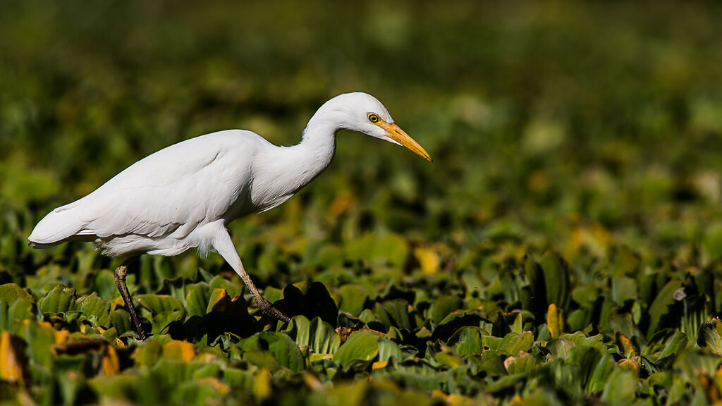 Yellow-billed Egret