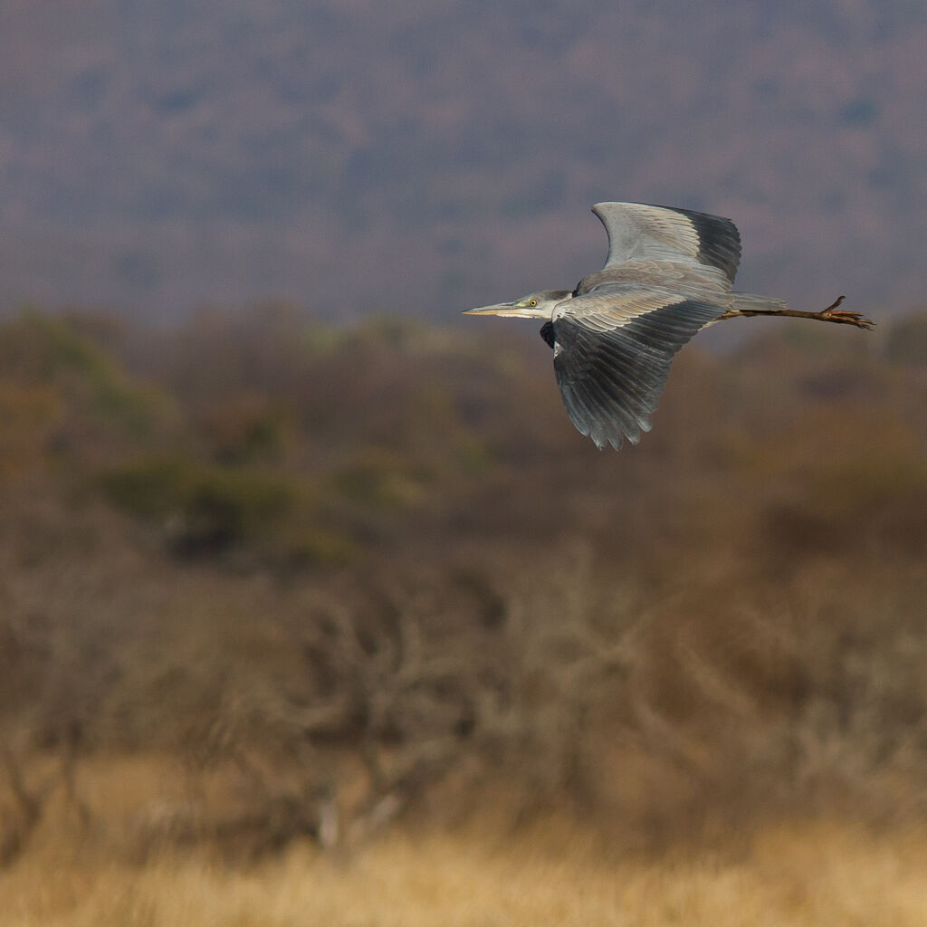 Grey Heron