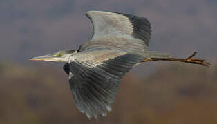 Grey Heron