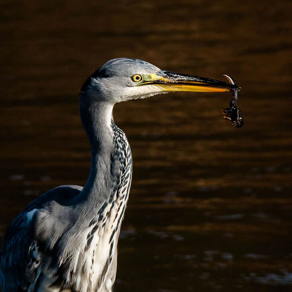 Grey Heron