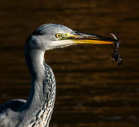 Grey Heron