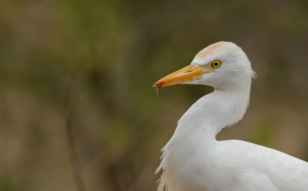 Western Cattle Egret