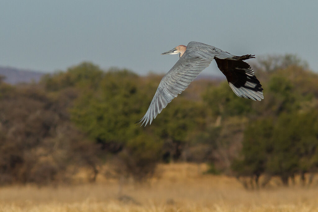 Goliath Heron